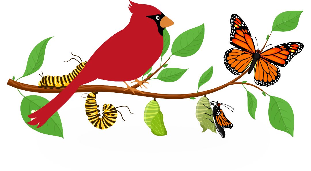 A cartoon of a cardinal bird landing on a tree branch with caterpillars and butterflies.